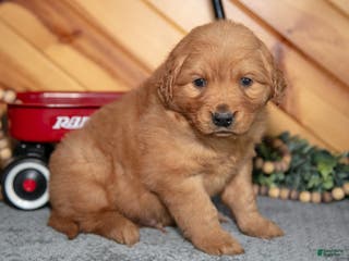 Golden Retriever dogs Bruno - Ad 39