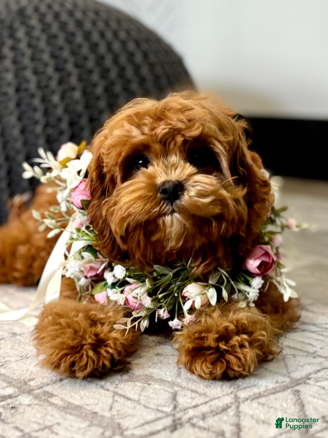 Cavapoo dogs for sale: Fifi - Ad 4