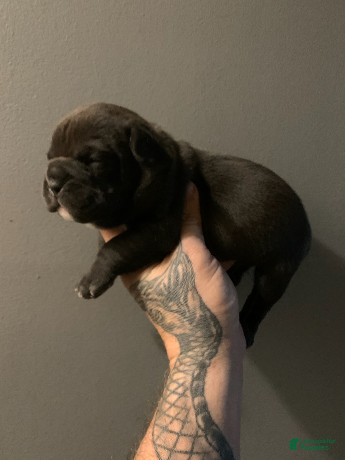 English Bulldog dogs Peanut - Ad 29