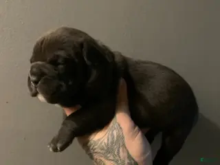 English Bulldog dogs Peanut - Ad 7