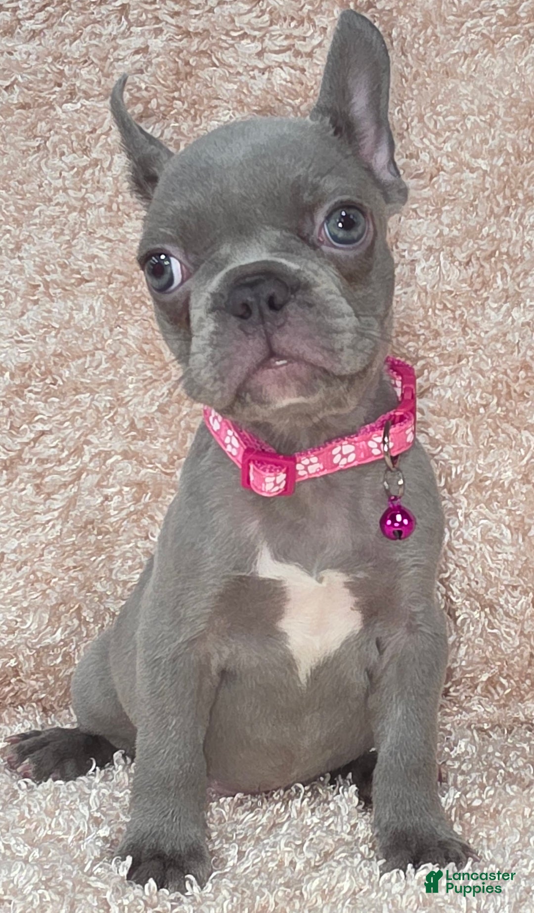 Miami Florida French Bulldog Puppies For Sale Craigslist Chocolate