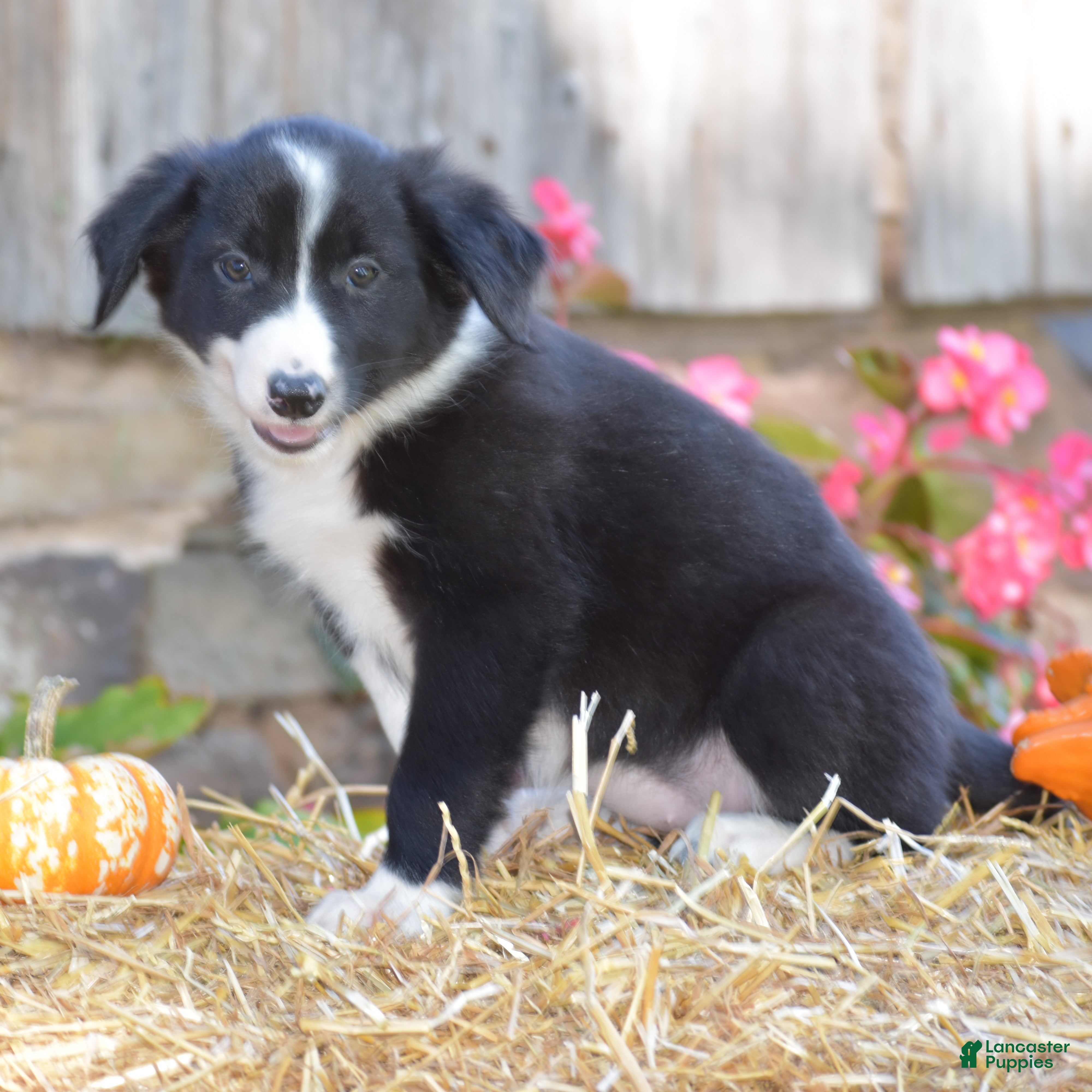 Border Collie dogs Tabitha - Ad 2