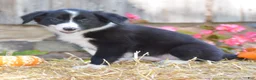 Border Collie dogs for sale: Tabitha - Ad 2
