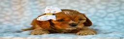 Cavapoo dogs for sale: Ellis Cavapoo Pup - Ad 4