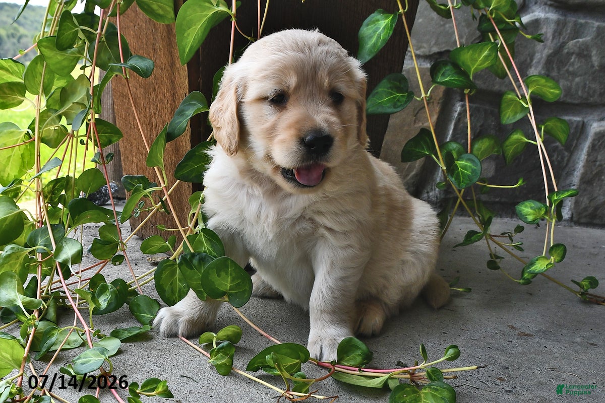 Mixed Breed dogs Tinker - Ad 1