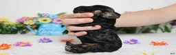 Cockapoo dogs for sale: Ripple  - Ad 8