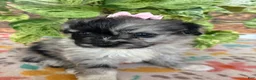 Pomapoo dogs for sale: Pomapoo 2 - Ad 3