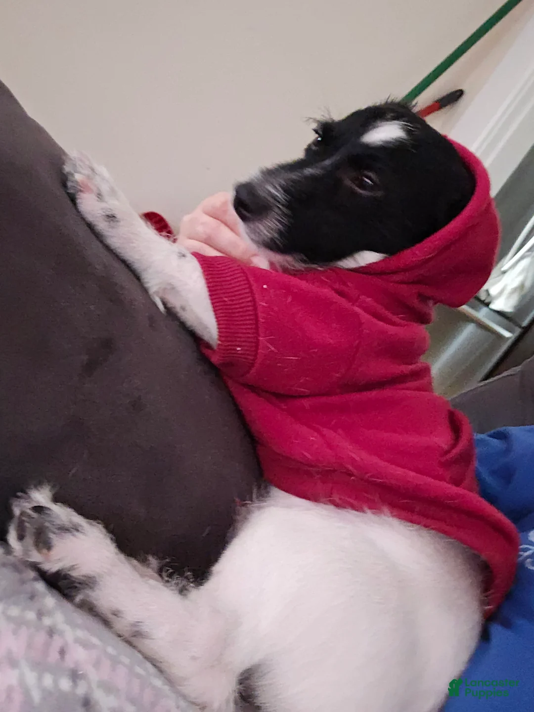 Jack Russell Terrier dogs for sale: Jack Russell Terrier  - Ad 1