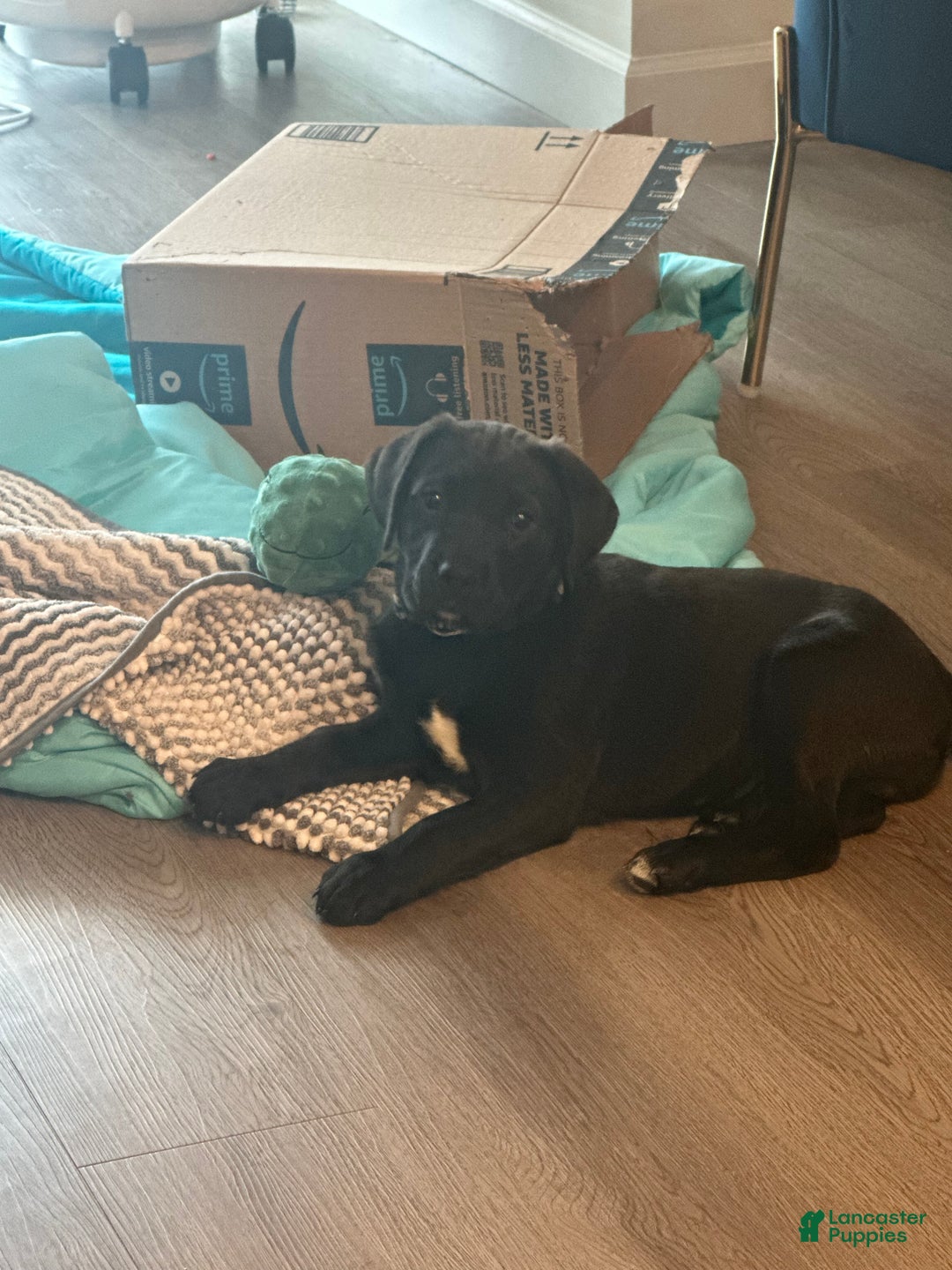 Goldador dogs for sale: Goldador Puppy 1 - Ad 3