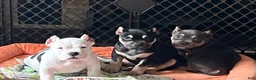 American Bully dogs for sale: MOOSE - Ad 6