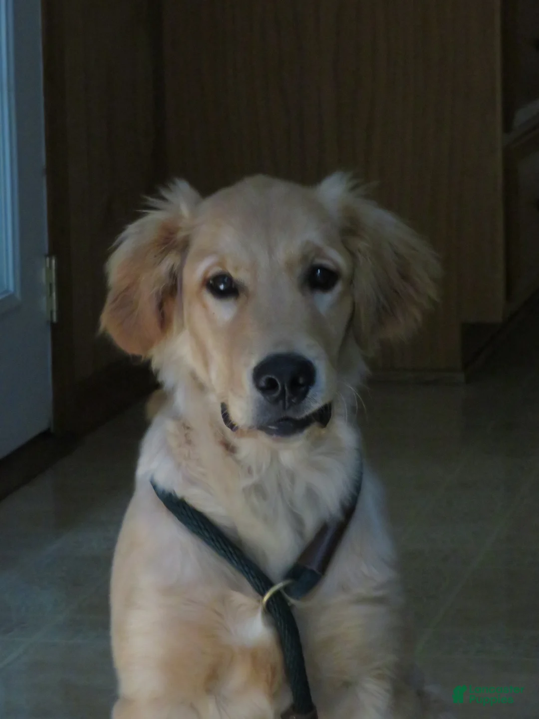 Golden Retriever dogs for sale: Golden Retriever 1 - Ad 1