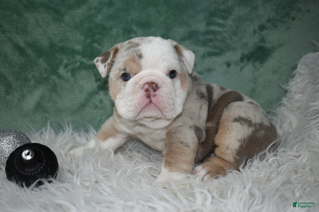 English Bulldog dogs for sale: Annabella  - Ad 3