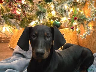 Doberman Pinscher dogs Bambi - Ad 13