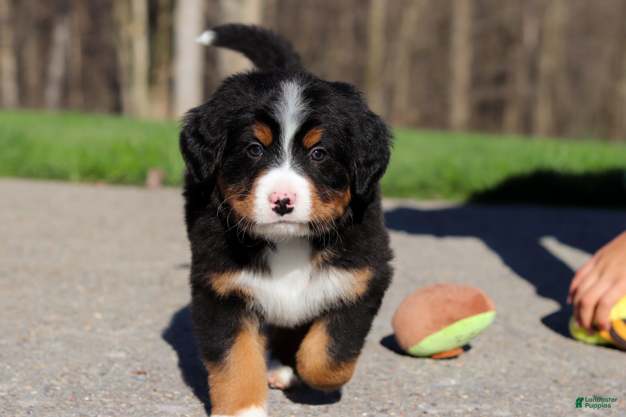 Bernese Mountain Dog dogs Champ - Ad 1