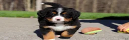 Bernese Mountain Dog dogs for sale: Champ - Ad 1