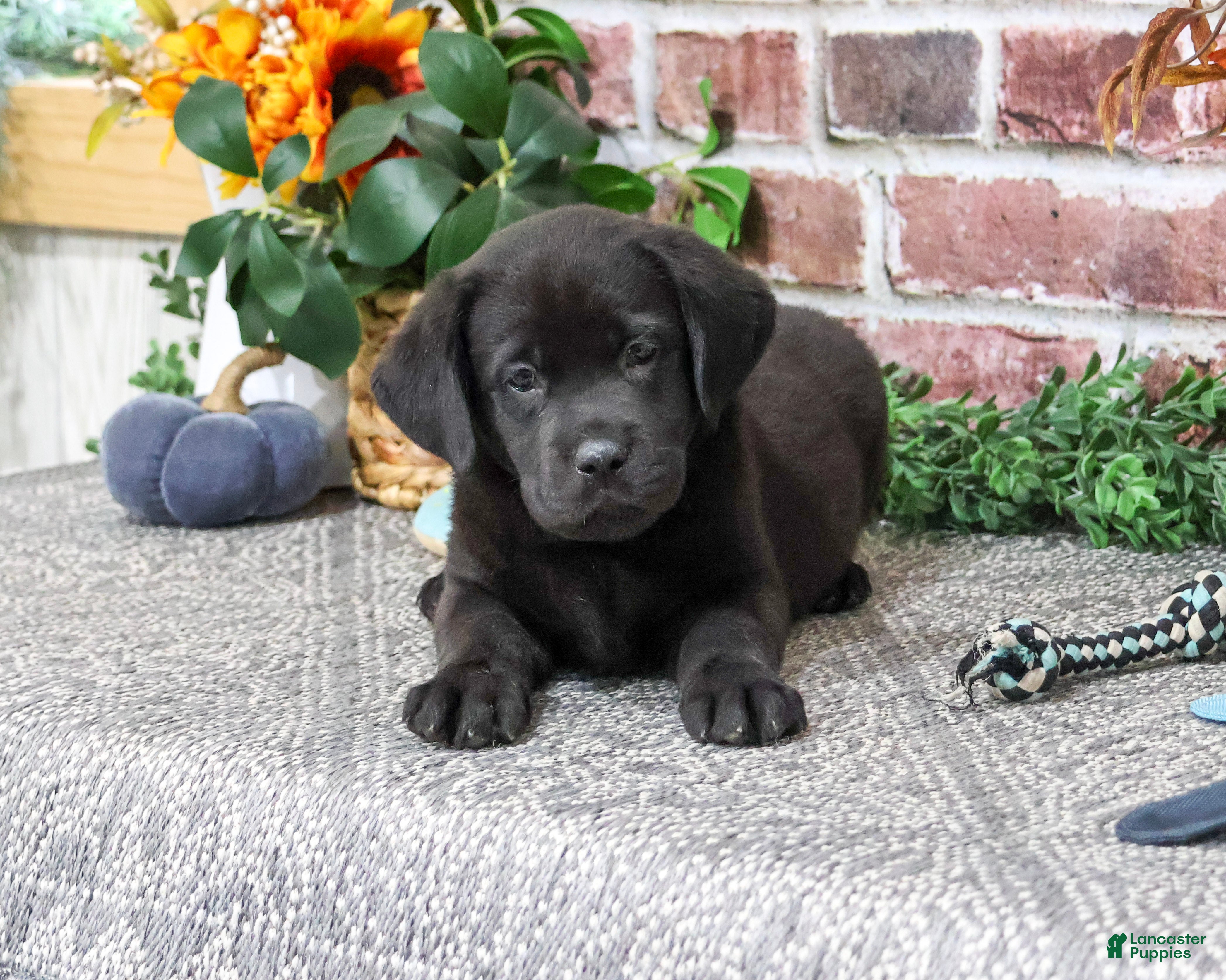 Labrador Retriever dogs for sale: Topaz - Ad 1