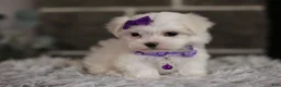 Maltipoo dogs for sale: Rue - Ad 8