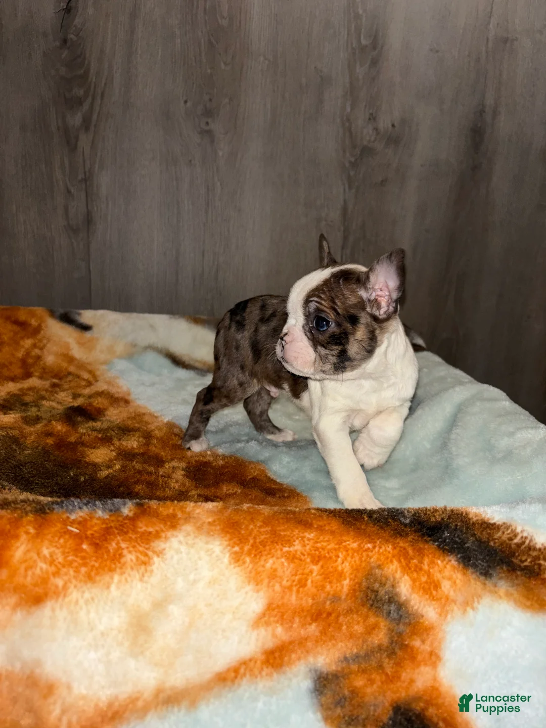 Boston Terrier dogs for sale:  Emery - Ad 2
