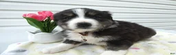 Miniature Australian Shepherd dogs for sale: Miniature Australian Shepherd Puppy 2 Bear - Ad 1