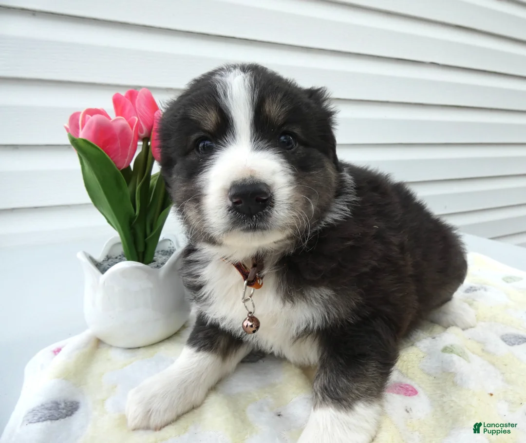 Miniature Australian Shepherd dogs for sale: Miniature Australian Shepherd Puppy 2 Bear - Ad 1