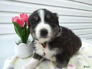 Miniature Australian Shepherd dogs Miniature Australian Shepherd Puppy 2 Bear - Ad 35