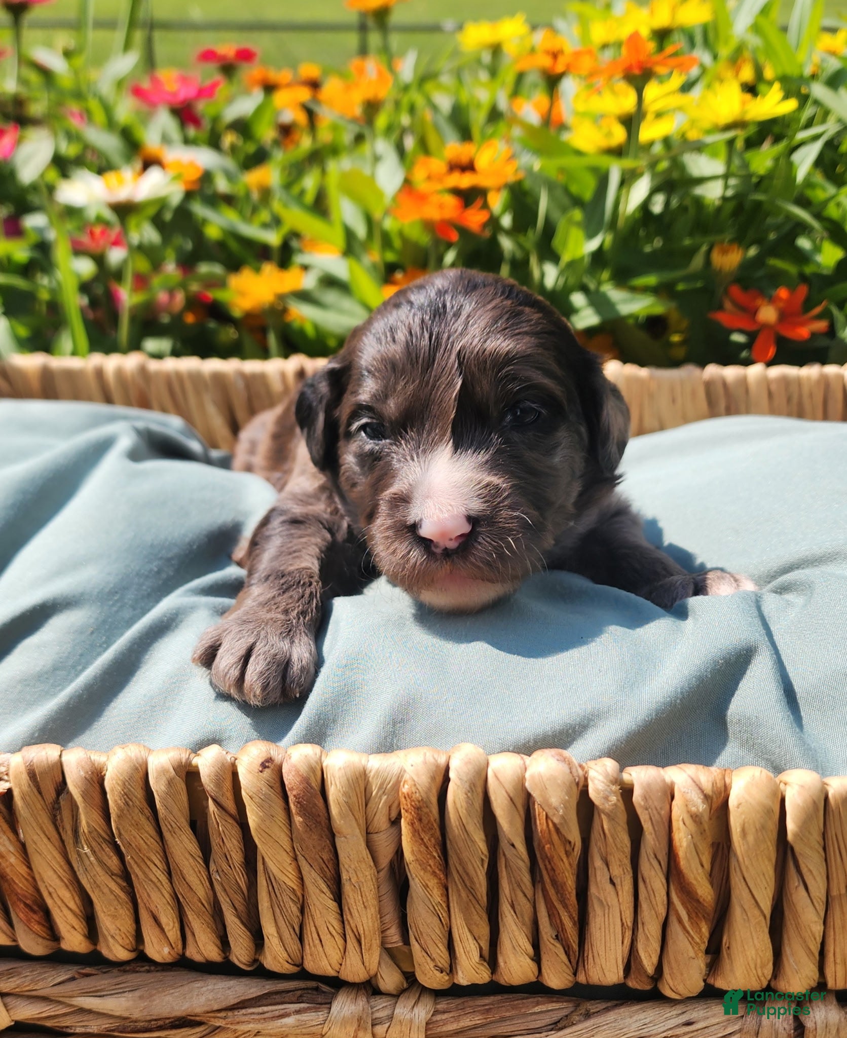 Mixed Breed dogs Rocky - Ad 32