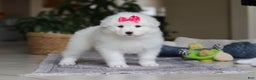 Samoyed dogs for sale: Poppy - Ad 4