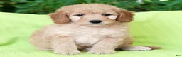 Mini Goldendoodle dogs for sale: Amber - Ad 7