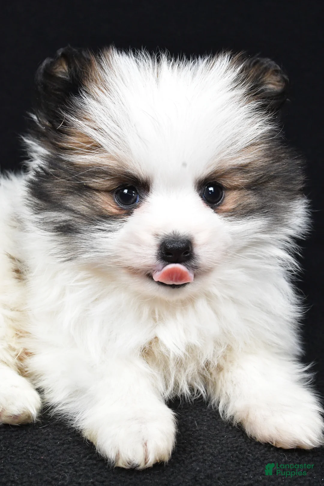 Pomeranian dogs for sale: Tango - Ad 6