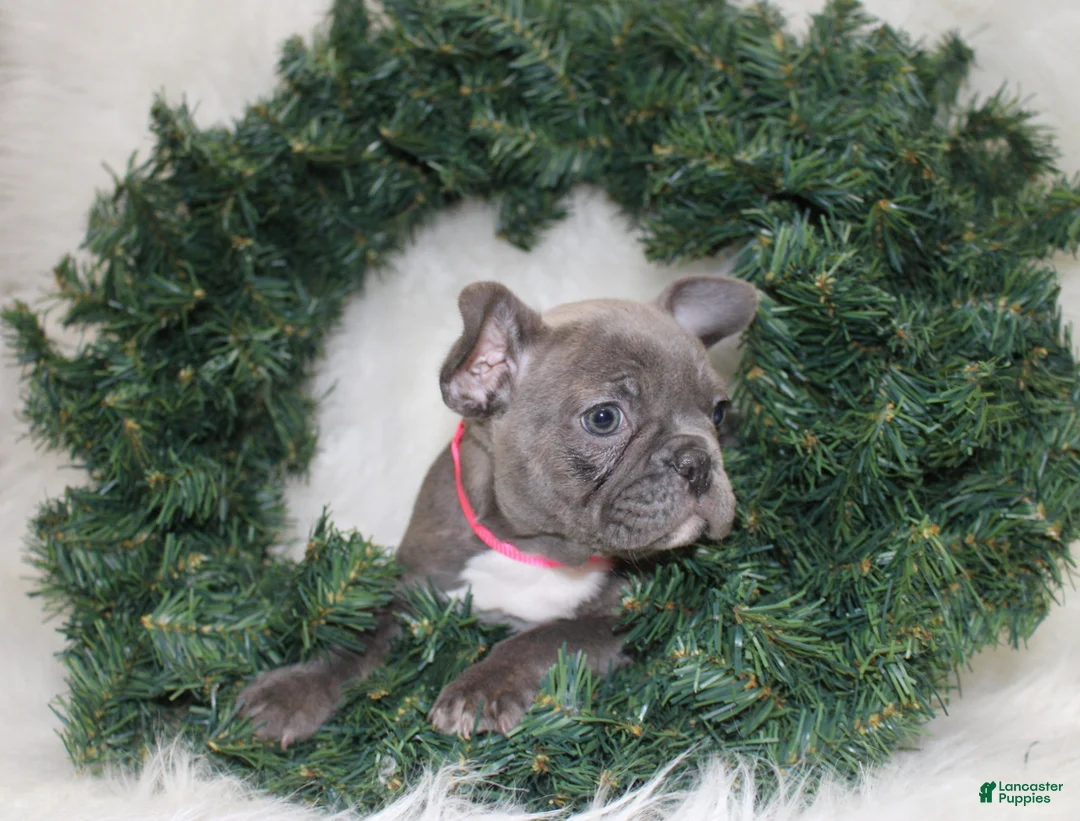 Mixed Breed dogs for sale: Sage - Ad 2