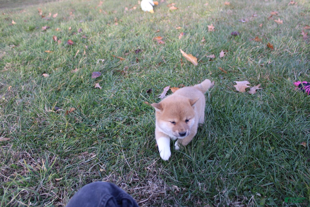 Shiba Inu dogs for sale: Tinsel - Ad 9