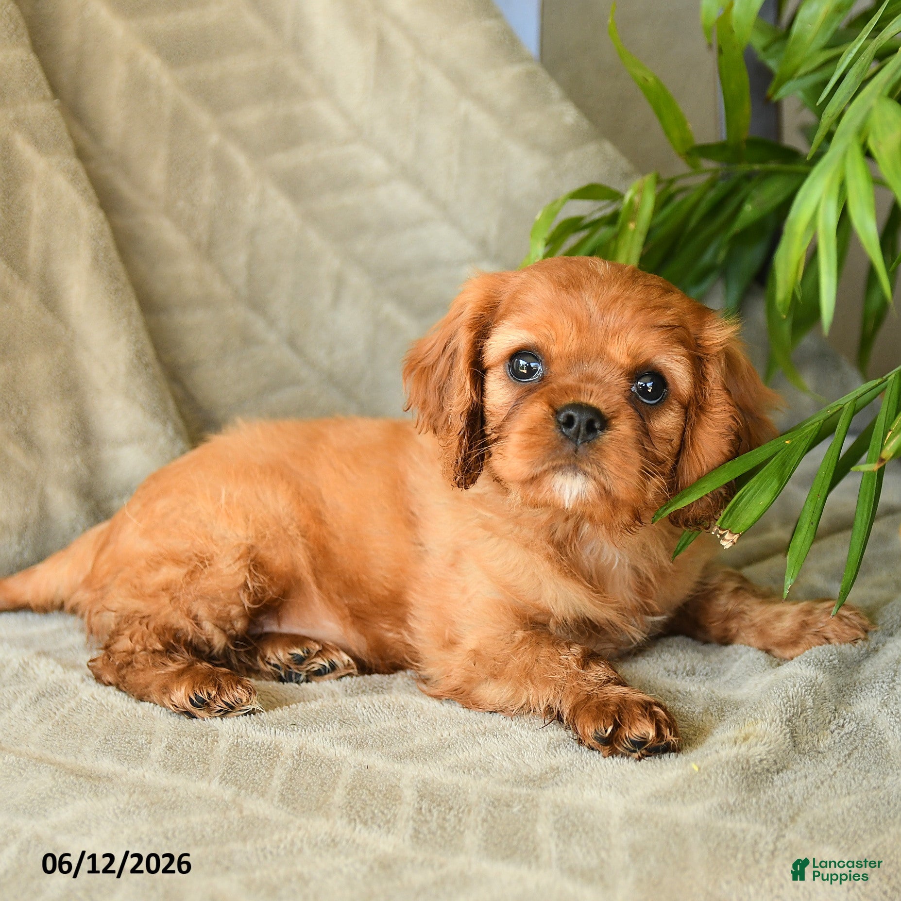 Cavalier King Charles Spaniel dogs Adeleine - Ad 2