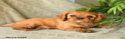 Cavalier King Charles Spaniel dogs for sale: Adeleine - Ad 2
