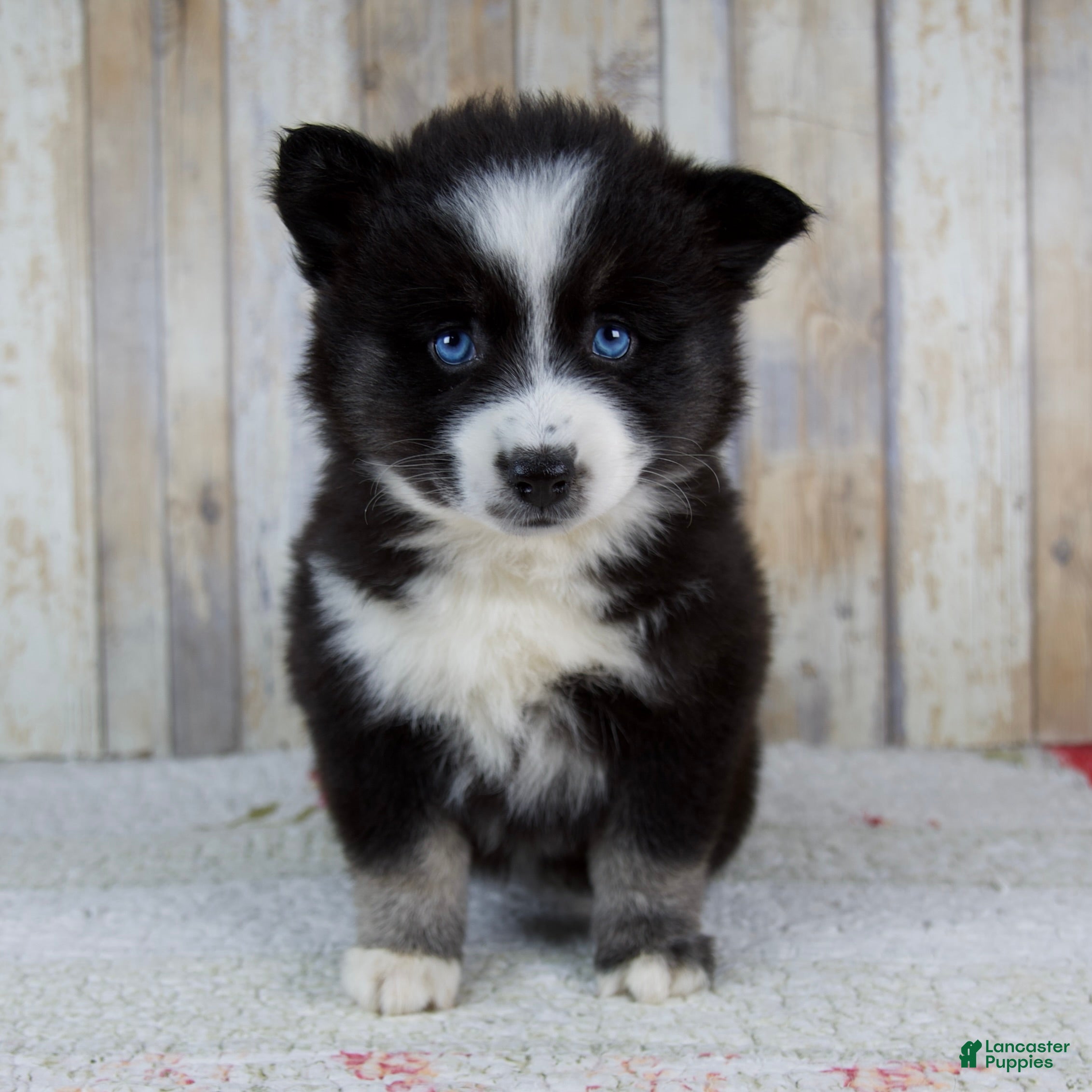 Pomsky dogs Bella - Ad 1