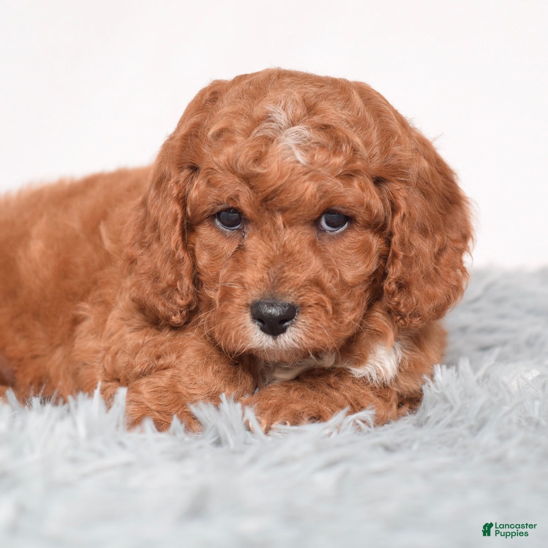 Cavapoo dogs for sale: Mr. Leo - Ad 2