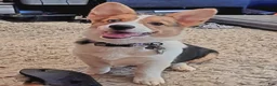 Mixed Breed dogs for sale: Sugar - Ad 4