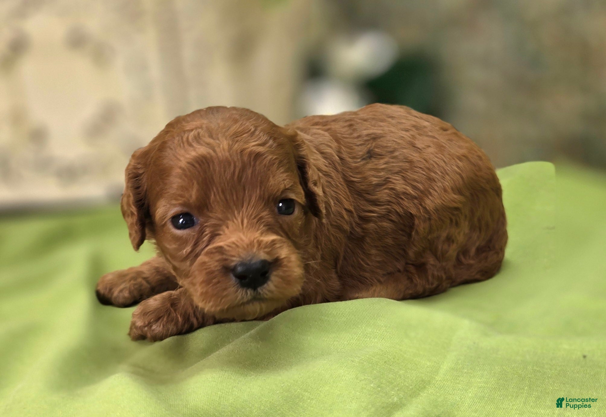 Cavapoo dogs Firefly - Ad 26