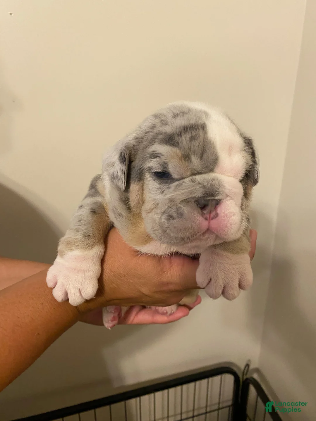 English Bulldog dogs for sale: Ramsey - Ad 3