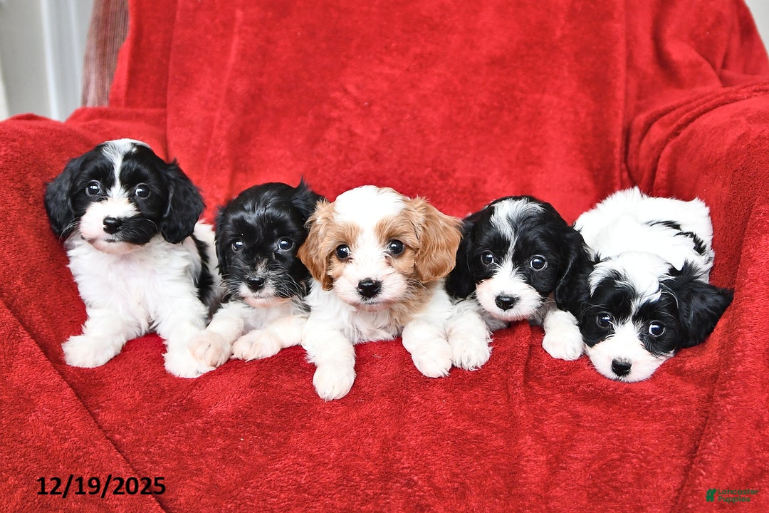 Cavapoo dogs for sale: Annie - Ad 5