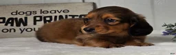 Miniature Dachshund dogs for sale: Asher - Ad 4