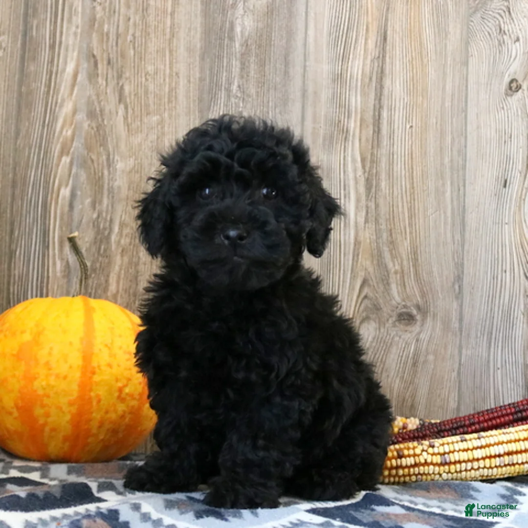 Miniature Poodle dogs for sale: Clara - Ad 2