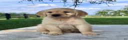 Golden Retriever dogs for sale: Georgia - Ad 3