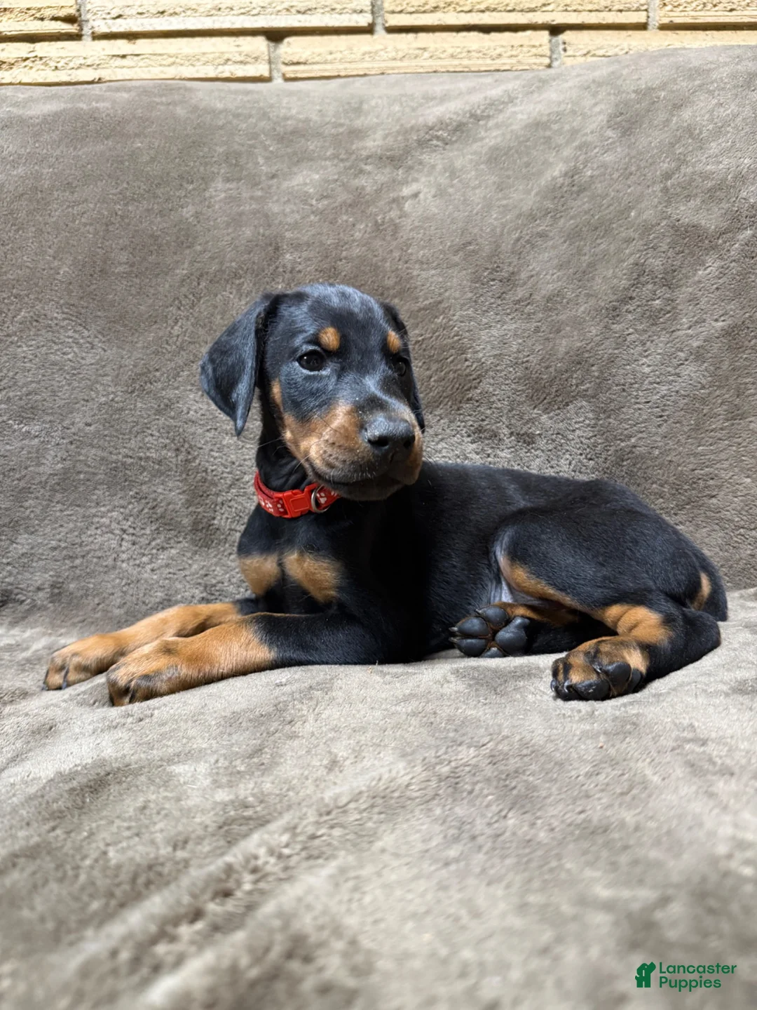 Doberman Pinscher dogs for sale: Enzo - Ad 2