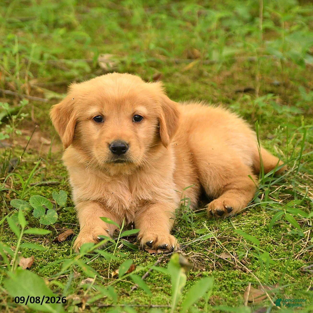 Golden Retriever dogs Devin - Ad 2