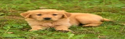 Golden Retriever dogs for sale: Devin - Ad 2