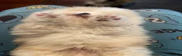 Pomeranian dogs for sale: Pomeranian Puppy 4 - Ad 14
