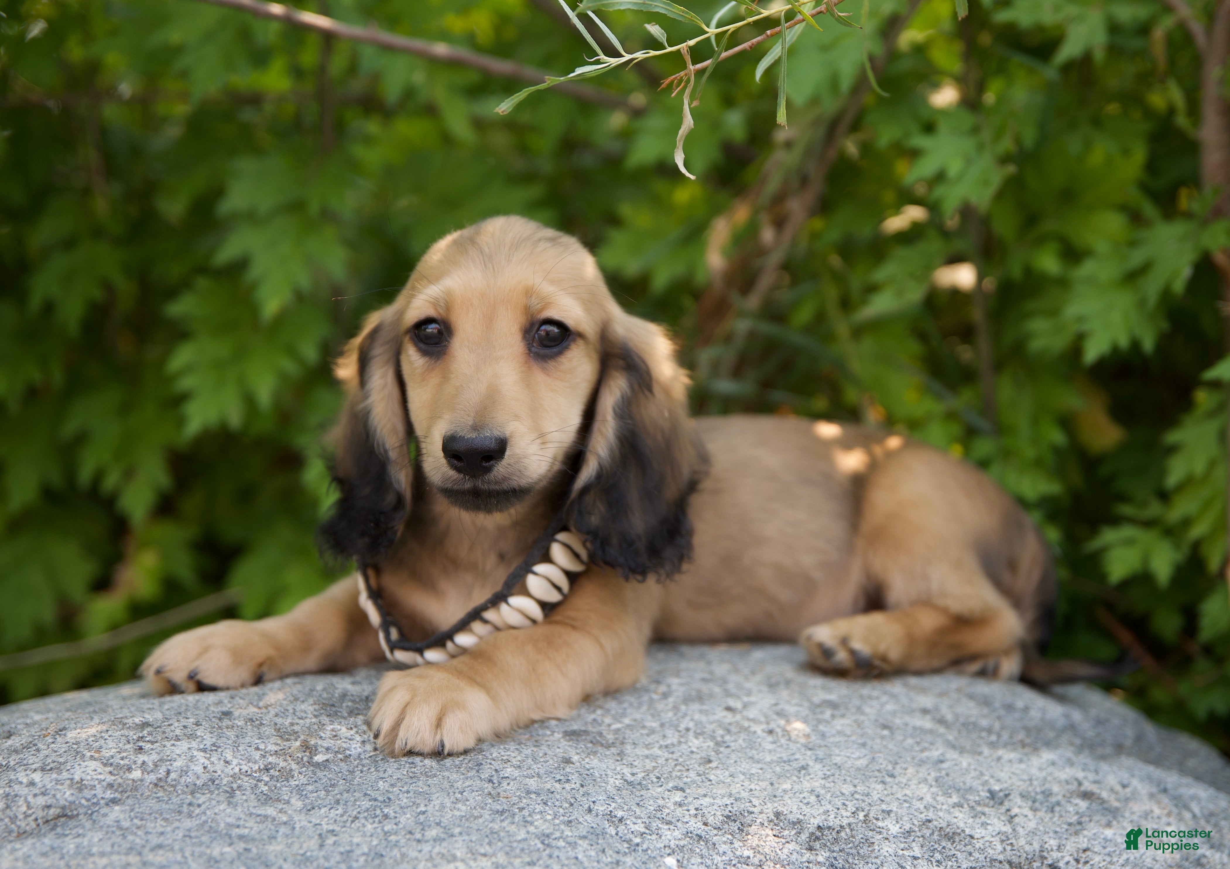 Miniature Dachshund dogs Frederick  - Ad 7