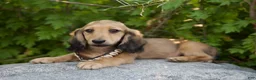 Miniature Dachshund dogs for sale: Frederick  - Ad 1