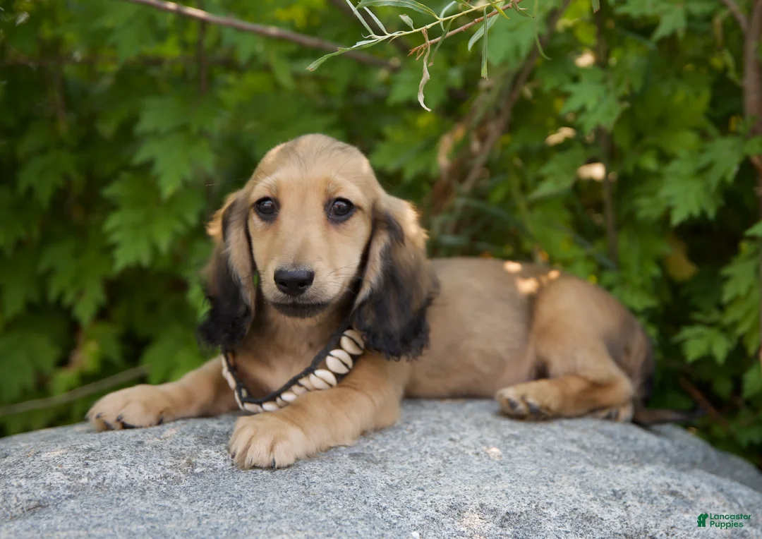 Miniature Dachshund dogs for sale: Frederick  - Ad 1