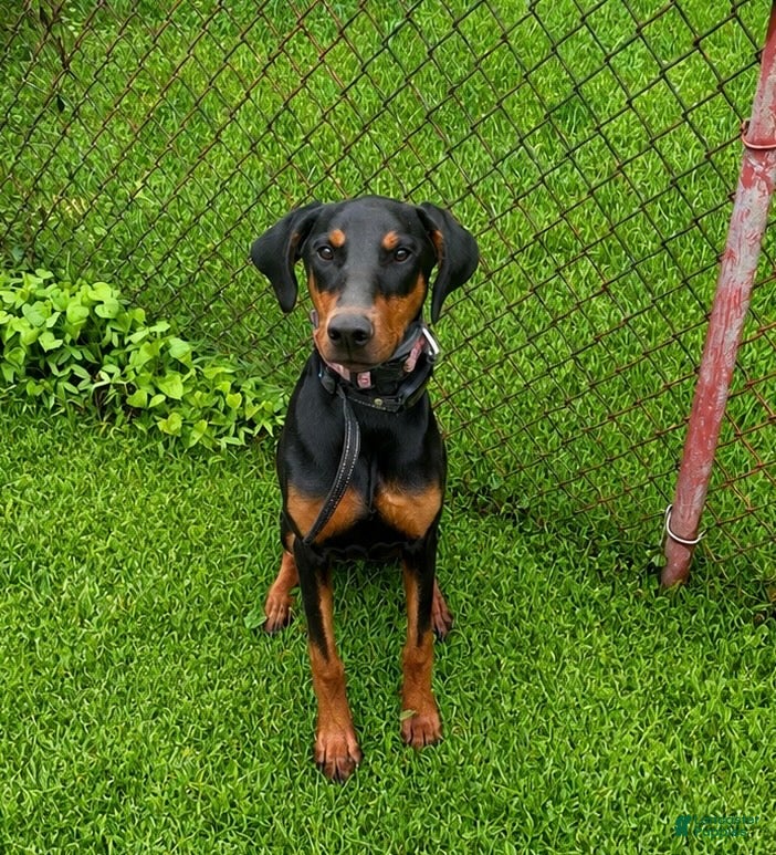 Doberman Pinscher dogs Stella - Ad 28
